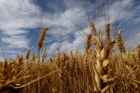 FILE PHOTO: A general view shows wheat crops to be harvested this year, in Arapongas, Brazil July 6, 2022. REUTERS/Rodolfo Buhrer/File Photo ORG XMIT: FW1
