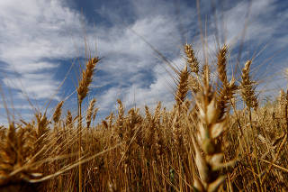 FILE PHOTO: Wheat crops before harvest, in Arapongas
