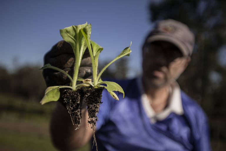 O agricultor Gerson Luis Hein, 48, mostra muda de fumo em sua plantação em Venâncio Aires; muitas das mortes ocorrem na região rural 