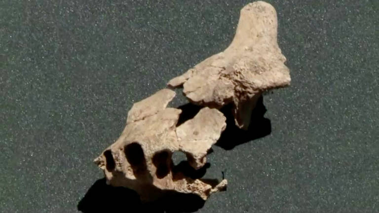 Fóssil de um osso de maxilar do hominídeo encontrado no sítio arqueológico Sima del Elefante, na Serra de Atapuerca (nordeste da Espanha)