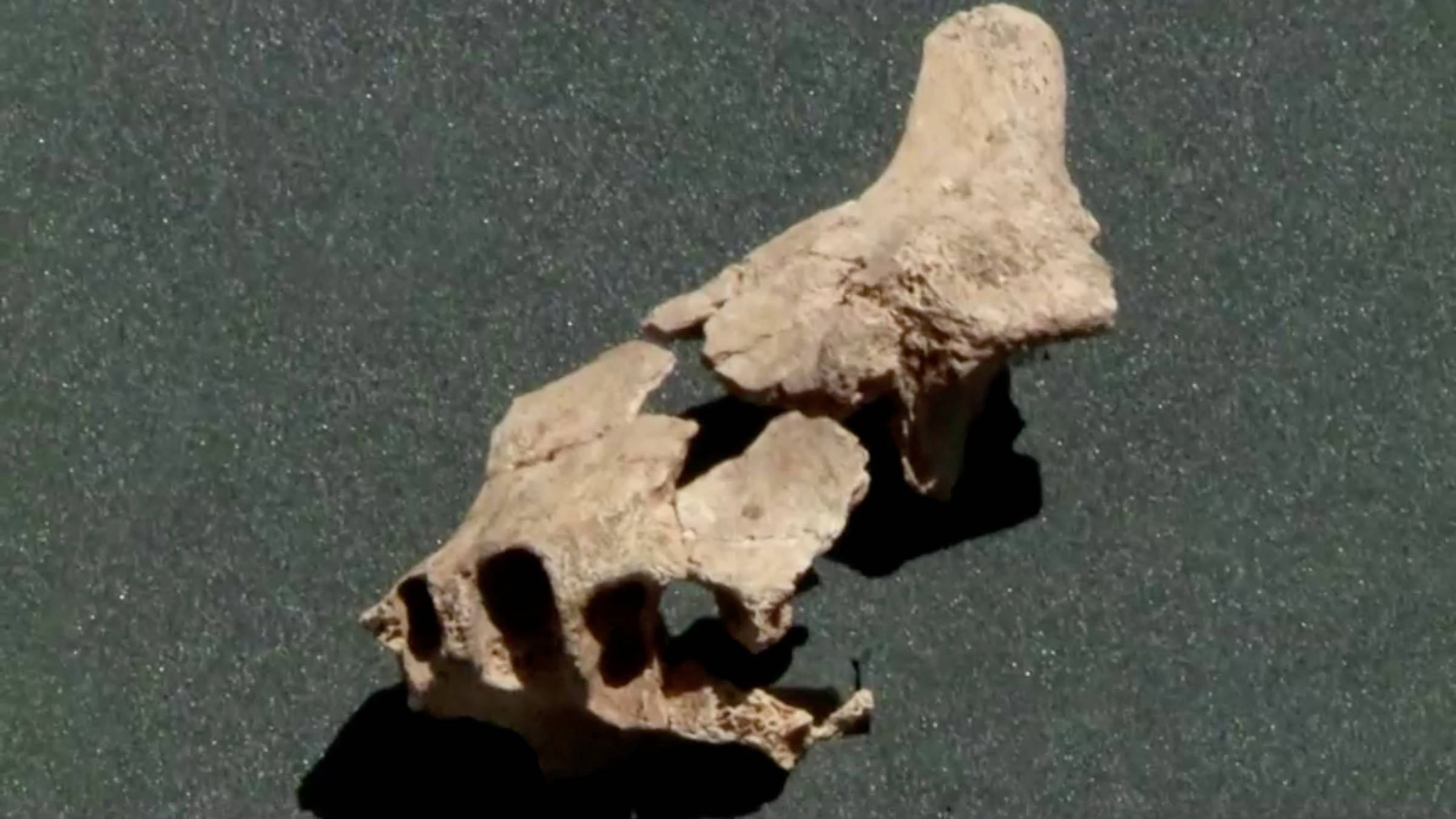 El fósil humano más antiguo descubierto en Europa – 09/07/2022 – Ciencia