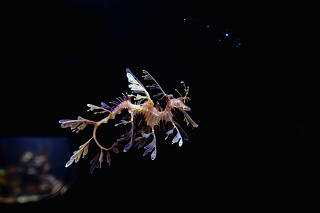 A leafy sea dragon. (Birch Aquarium at Scripps Institution of Oceanography at the University of California, San Diego via The New York Times)