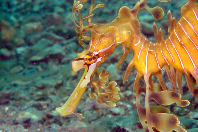Imagem mostra animal marinho de cor laranja que remete a um dragão