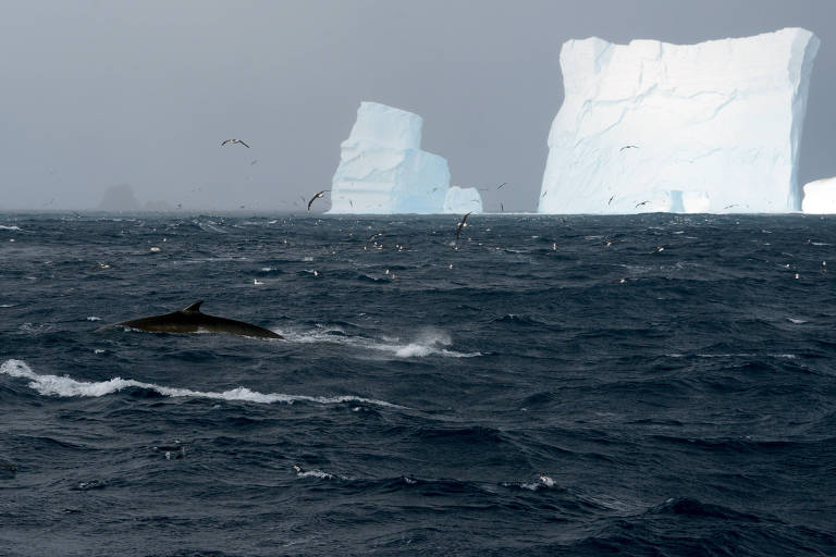 Cientistas topam com o maior encontro de baleias-fin já documentado