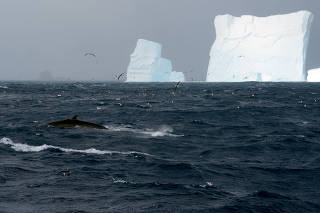 A fin whale near the coast of Elephant Island, northeast of the Antarctic Peninsula. (Dan Beecham via The New York Times)