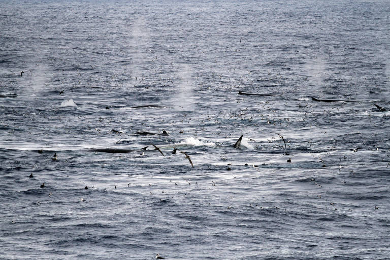 Antes quase extintas pela caça predatória, as baleias-fin estão de volta na Antártida
