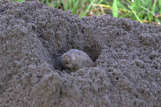 In a video still image provided by Veronica Selden shows, a pocket gopher at work. (Veronica Selden via The New York Times)