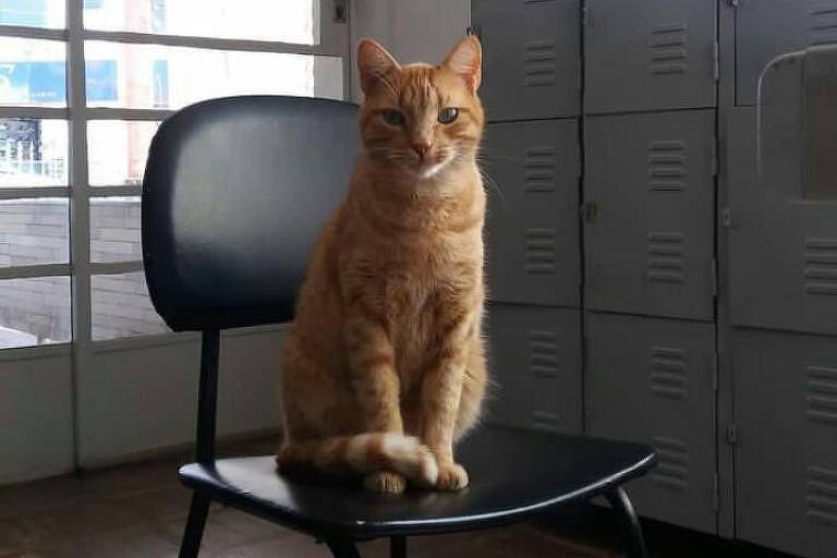 Lelo é um gato amarelo que está sentado em cima de um banco na biblioteca