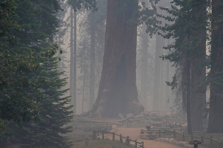 A Gigante Grisalha, no Parque Nacional Yosemite, que está sendo ameaçada por um incêndio