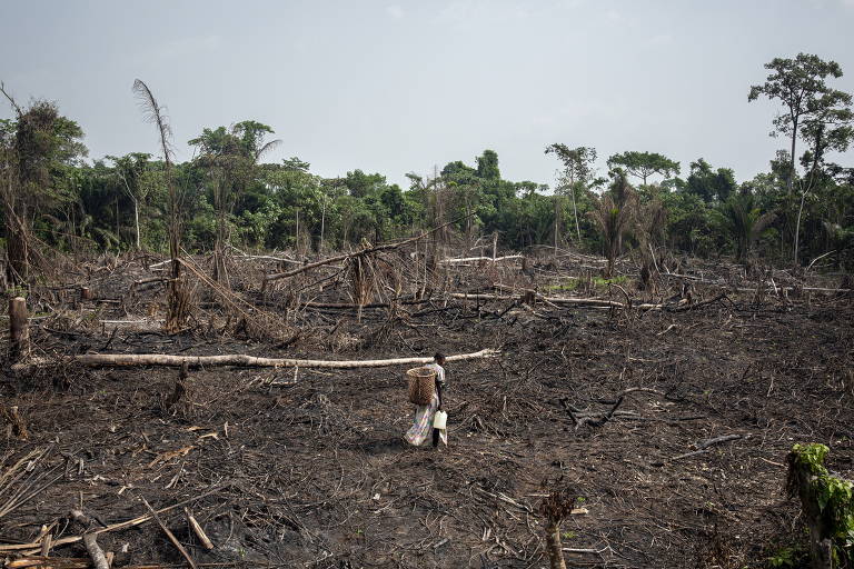 CRBio-03 - Conselho Regional de Biologia 3ª Região - O REDD (Redução das  Emissões por Desmatamento e Degradação florestal) ou, em inglês, Reducing  Emissions from Deforestation é um conjunto de incentivos econômicos