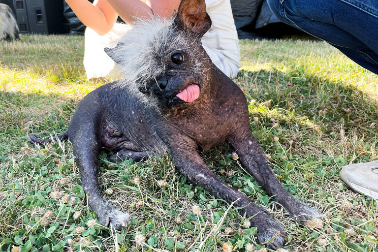 Cachorro, com a língua para fora, está deitado na grama