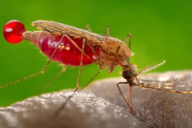 Por que mosquitos picam mais algumas pessoas que outras