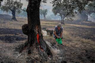 Central Portugal hit by widfires amid a heatwave