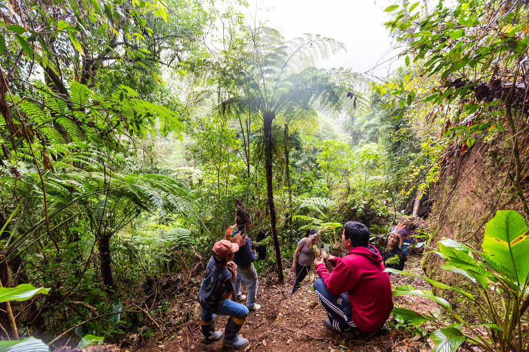 Projeto de indígenas planta araucárias em Santa Catarina