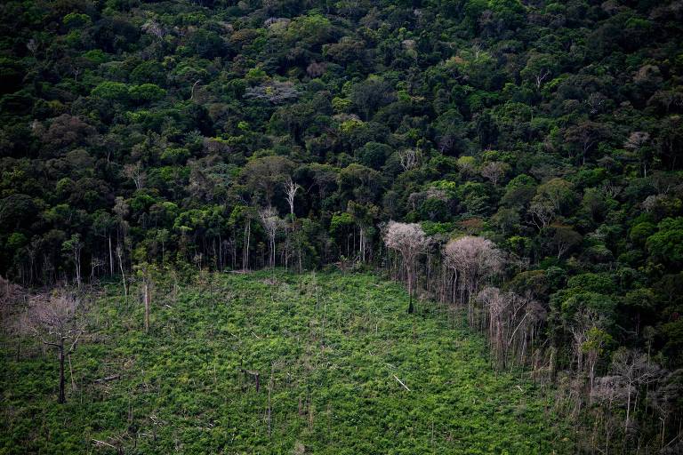 Floresta amazônica com uma clareira provocada por desmatamento irregular
