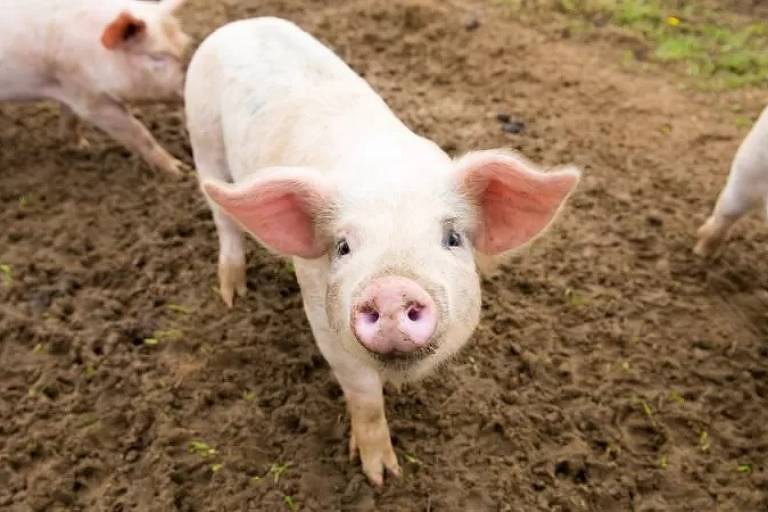 Imagem mostra porcos em um chão de terra