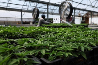 Marijuana plants for the adult recreational market at Hepworth Farms in Milton, New York