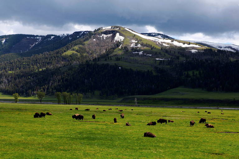 Manada de bisões no vale de Lamar, no Parque Nacional de Yellowstone, no estado americano de Wyoming