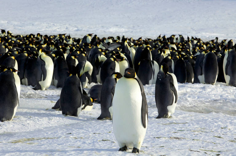 Pinguins-imperadores são vistos em Dumont d'Urville, na Antártida; essas aves possuem camadas sobrepostas de plumagem que os isola do frio, veias densamente distribuídas para reciclar o calor corporal e pança suficiente para suportar um frio que se aproxima dos 62 graus Celsius negativos.