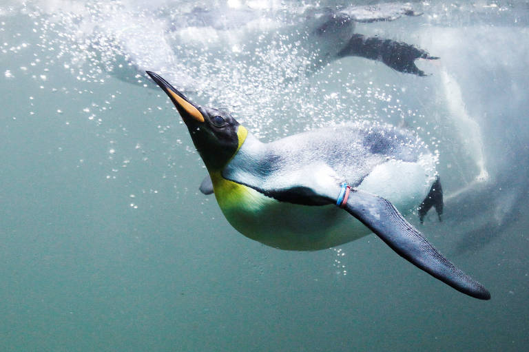 Pinguim-imperador nada em uma piscina do zoológico de Zurique, na Suíça