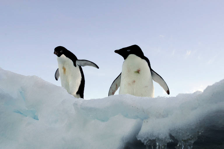 Dois pinguins sobre bloco de gelo derretido no topo de uma costa rochosa