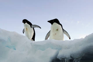 FILE PHOTO: Two Adelie penguins stand on a block of melting ice atop a rocky shoreline at Cape Denison