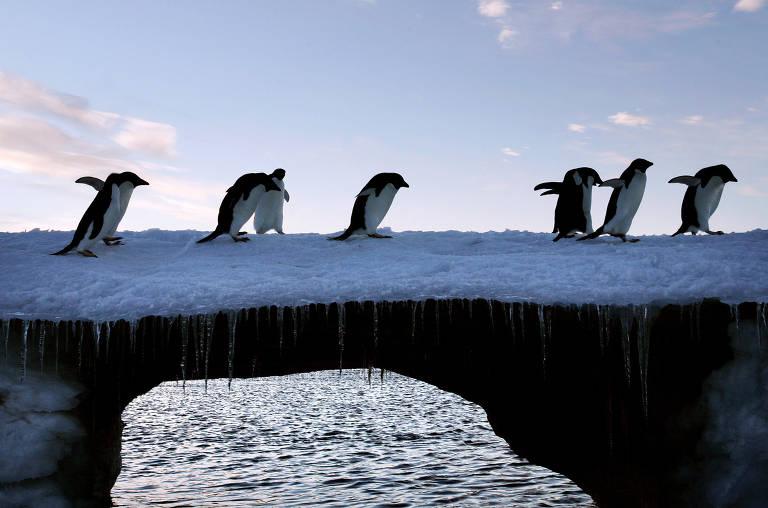 Vírus da gripe aviária é detectado pela primeira vez na costa da Antártida