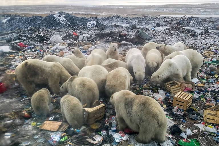 Ursos polares se alimentam em lixão na vila de Belushya Guba, no norte da Rússia