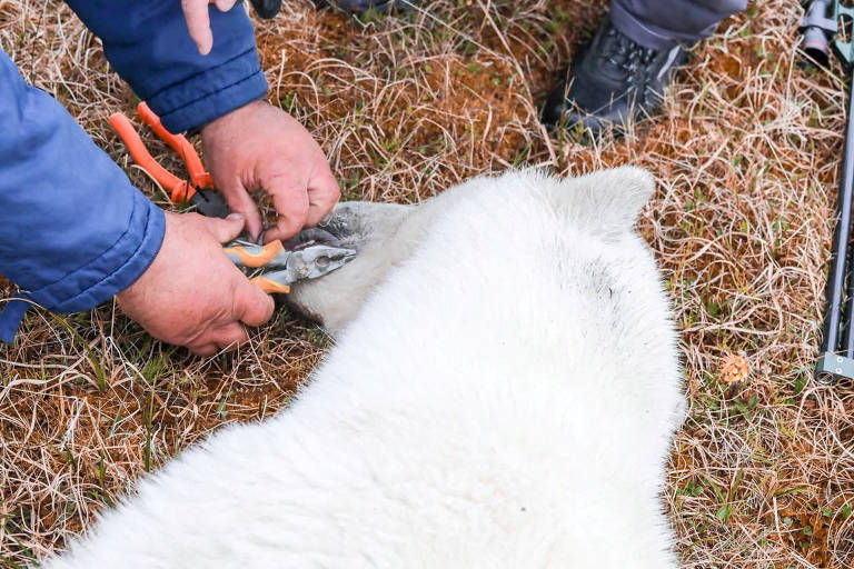Cientista retira uma lata de alumínio que ficou presa na boca de uma ursa polar na vila de Dikson, na Península russa de Taymyr