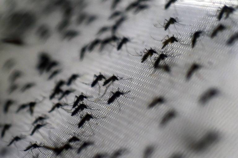 Pesquisadores identificam mecanismos moleculares associados à microcefalia por zika