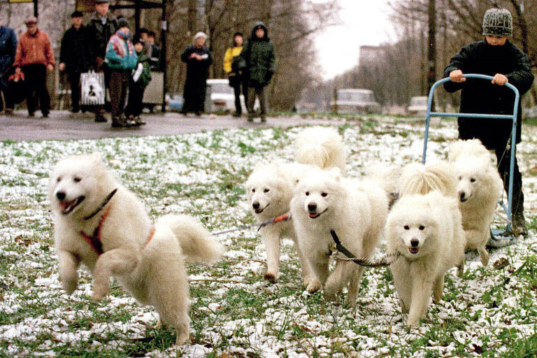 Menores que lobos, cães siberianos dependiam dos humanos para comer