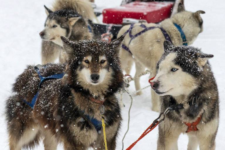 Cães siberianos presos a um esqui para uso de turistas perto da Terra do Fogo, na Argentina; há 7.400 anos, a espécie era muito menor que os lobos, o que a tornava mais dependente dos humanos para se alimentar
