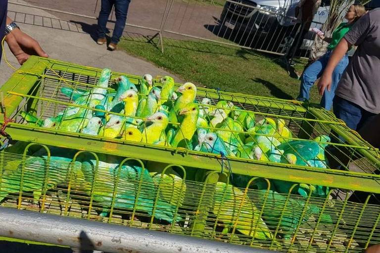 Aves engaioladas pintadas de verde e amarelo