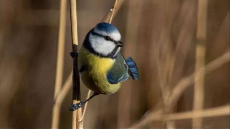 Pássaro nas cores azul e amarelo