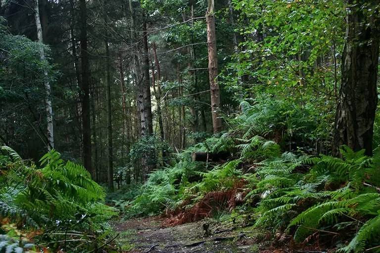 Imagem panorâmica de uma floresta