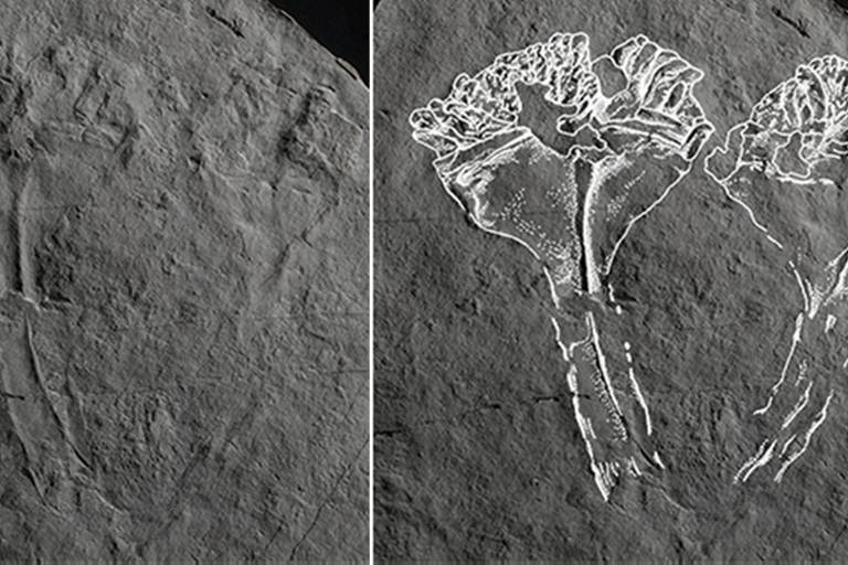 Imagem mostra fóssil de predador mais antigo do mundo