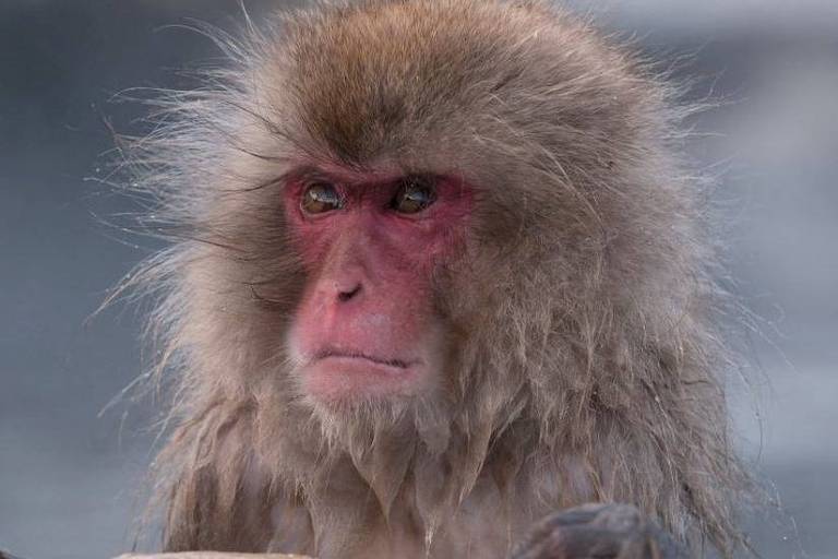 Macaco com rosto vermelho e pelo marrom claro