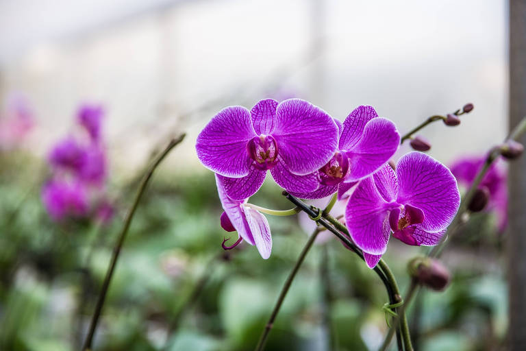 Orquídea Phalaenopsis lilás