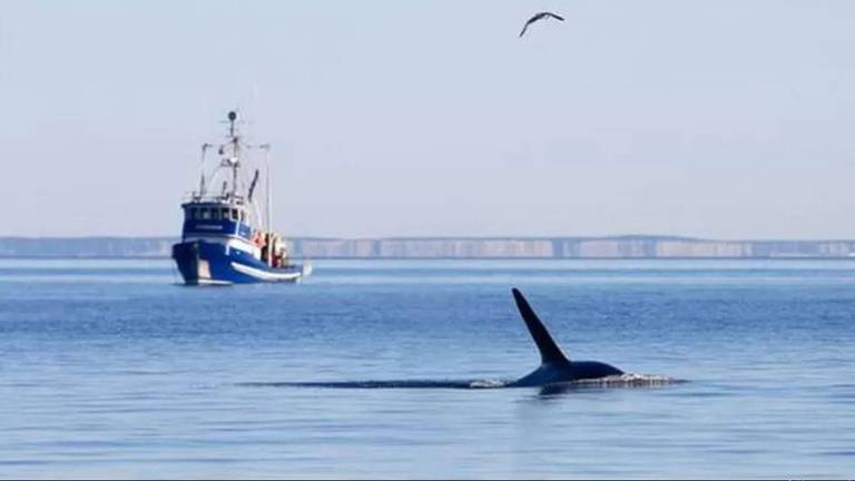 Uma das espécies animais mais ameaçadas do mundo: orca residente do sul nada no litoral da ilha San Juan, no estado americano de Washington
