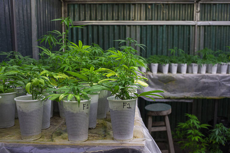 Nos clubes de cultivo, há um limite de sócios, 40, e de plantas, 99; os que se inscrevem para participar da associação escolhem um dos membros para cuidar de todo o ciclo de produção, desde a plantação até a distribuição aos sócios