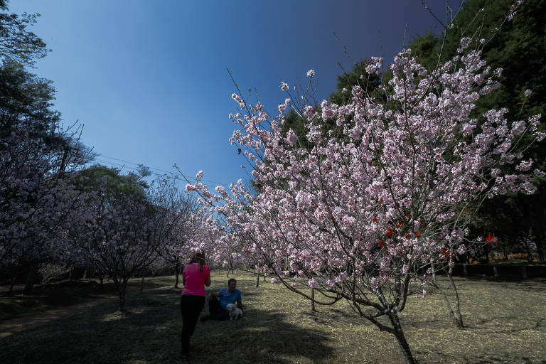 A Festa das Cerejeiras, no parque do Carmo, zona leste de São Paulo, volta a ser realizada neste fim de semana, após dois anos de suspensão por causa da pandemia de Covid-19.