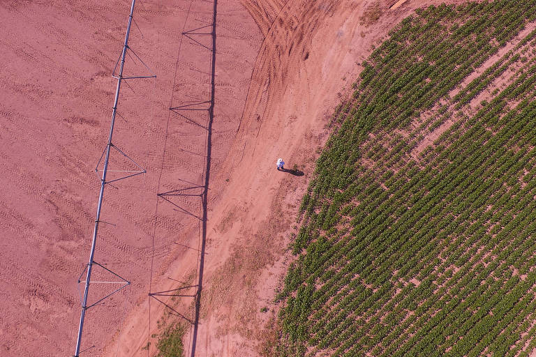 Saiba como o desmatamento do cerrado gera crise hídrica no Brasil