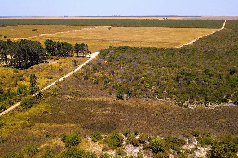 Cerrado tem recorde de desmatamento em abril, segundo Deter