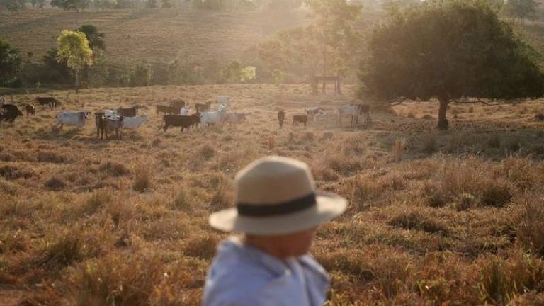 Pecuária e plantação de soja são apontados como dois dos maiores responsáveis pelo desmatamento na Amazônia. A soja perdeu o papel de vetor de desmatamento no bioma após a implantação da moratória da soja, que bloqueia a comercialização e negociação de soja proveniente de área com desmate ilegal ou crimes