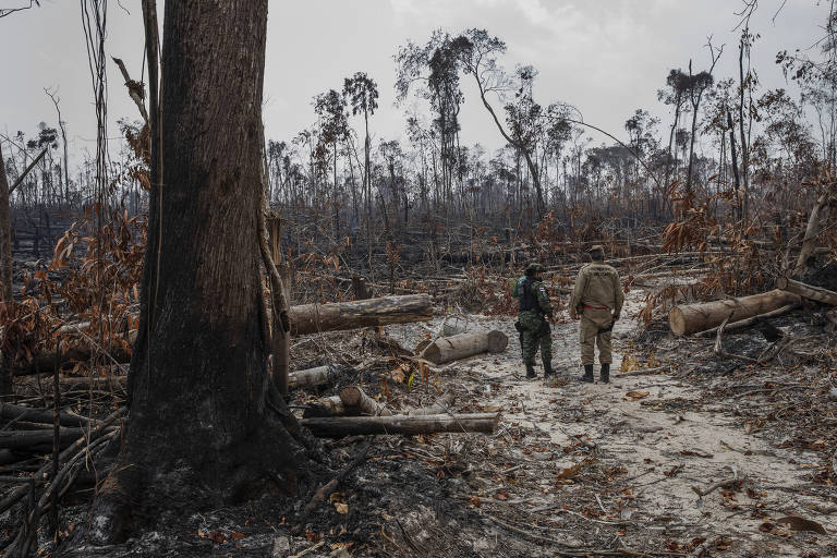 Desmatamento da floresta amazônica dispara no governo Bolsonaro