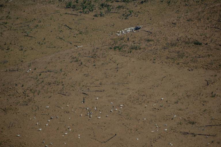 Área com gado e com desmatamento registrado pelo Prodes 2019, em Novo Progresso, no Pará. Pressão exercida pela pecuária é um dos principais vetores de desmatamento da Amazônia