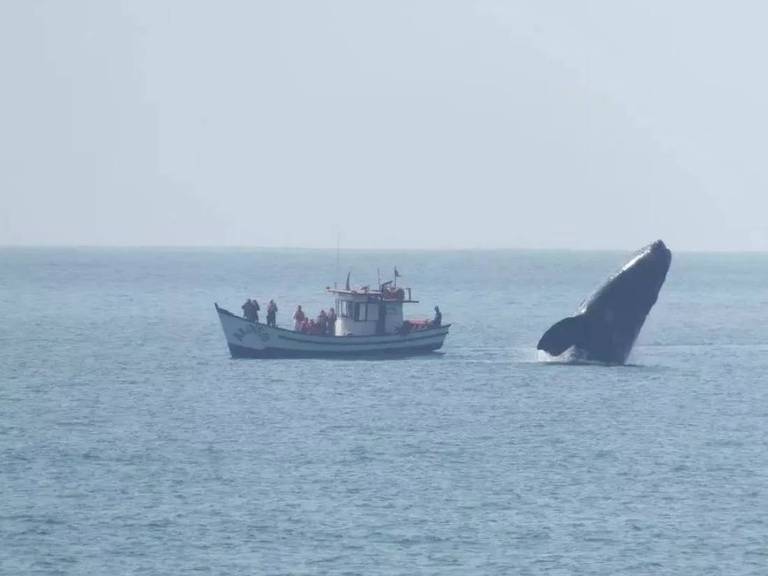 Imagem mostra baleia saltando ao lado de barco no mar  