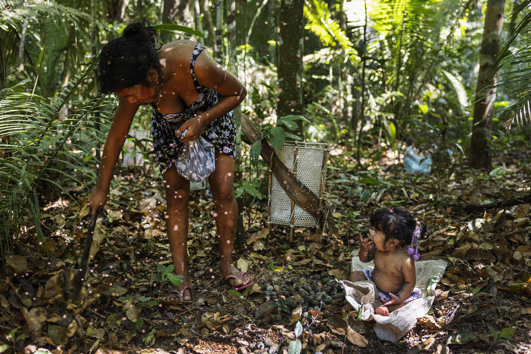 Mulheres kayapó da aldeia Baú coletam cumaru Terra Indígena Baú, no sul do Pará. O território da aldeia Baú, que vive da coleta de produtos da floresta como a castanha e o cumaru, vem sendo invadido por garimpeiros