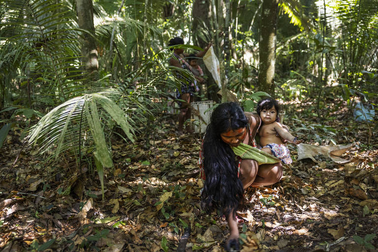 Mulheres kayapó da aldeia Bau coletam cumaru na Terra Indígena Baú, no sul do Pará