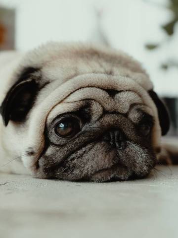 Cachorro pug triste - Web Stories 
